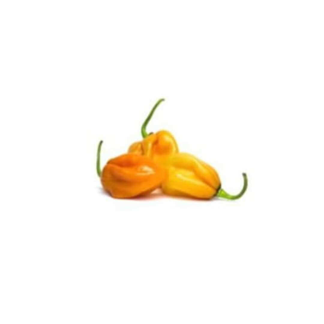 HABANERO RED (Open Pollinated Range) - Hygrotech