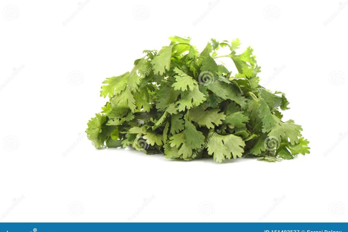 Fresh Cilantro