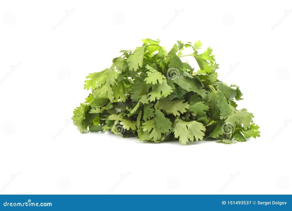 Fresh Cilantro