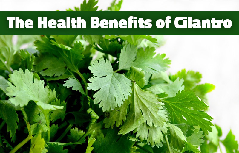 The Easy Way To Pick Fresh Cilantro Without A Taste Test