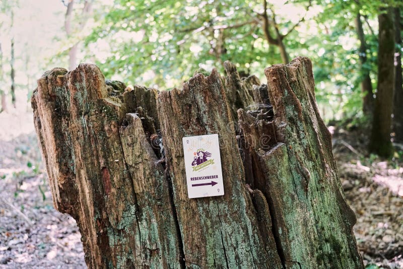 Concept re-branding for La Michoacana.—La Michoacana is a traditional ...